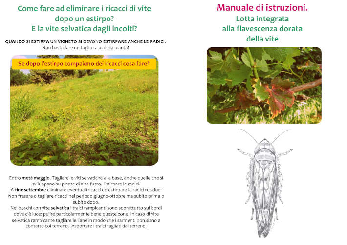 Manuale istruzioni lotta flavescenza dorata